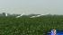 Images of glider crash that killed three people...