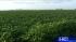 Images of glider crash that killed three people...