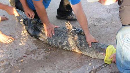 Oyster Creek police say patrons of a Mexican restaurant detained an alligator they spotted in the parking lot of the business Friday night. The alligator was released back into the wild.