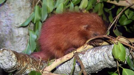 Moody Gardens is welcoming a newborn porcupine to its Rainforest Pyramid
