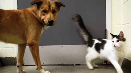 Shiner (left) and Shiloh are best friends. Thanks to BARC and Red Collar Rescue, these buddies will never be separated again. Theyve found a new forever home, together.