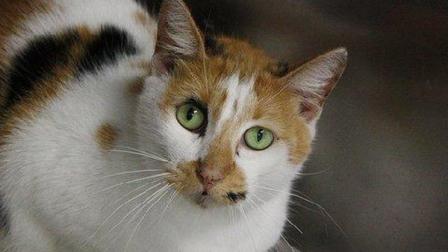 Tye -- Photo provided by S.A.V.E. Rescue Coalition