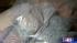 HPD officers broke up an ecstasy ring in...
