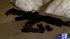 HPD officers broke up an ecstasy ring in...