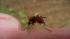 First young person contracts West Nile virus ::