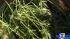 Major drug bust at Houston area homes ::