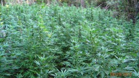 The marijuana was found in a wooded area in Montgomery County