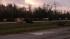 Cattle flock into roadways to avoid floodwaters...