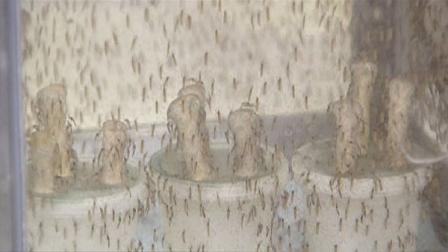 West Nile virus cases continue to rise in the Houston area.
