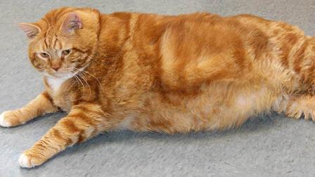 This photo provided by Kim Chapin shows a 41-pound fat cat named Skinny at the Richardson, Texas, Animal Services shelter on Friday, Sept. 21, 2012. A shelter spokeswoman says the 5-year-old orange tabby was dropped off at the facility last week, seems healthy except she is too heavy and likely has diabetes, and needs a home. (AP Photo/Kim Chapin)