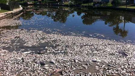 Galvestons Public Works Department cleared dead fish from Lake Madeline