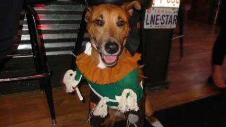 A dog dressed as a scarecrow at the Boneyard Boo Bash