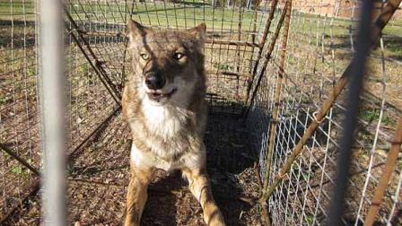 The coyote suspected of killing multiple pets was captured in field near Colony Park.