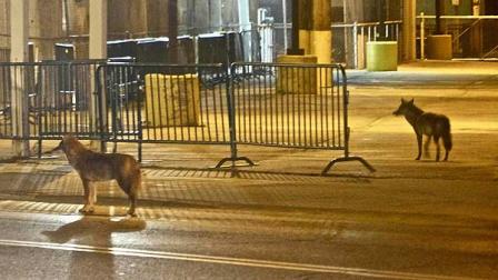 In this Nov. 24, 2012 photo provided by Will Byington, a pair of wild coyotes stand near Wrigley Field on Chicagos North Side. Byington was photographing a band at an entertainment complex nearby when told about the coyotes. He said they appeared to be fairly young and just checking out the neighborhood. (AP Photo/Courtesy of Will Byington Photography, Will Byington)