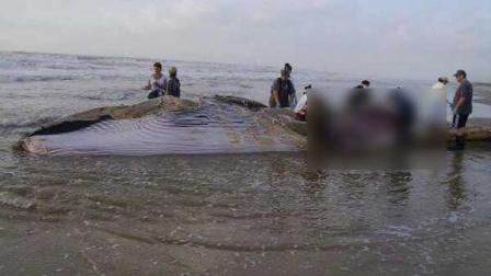 The Texas Marine Mammal Stranding Network in Galveston will perform a necropsy on the 43 foot baleen whale