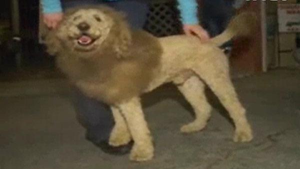 Goldendoodle+Lion+Cut People mistake labradoodle for lion roaming streets of Norfolk ...