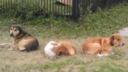 Stray dogs spotted near Dallas and Woodleigh in east Houston. The organizations that are part of Unity for a Solution say this is a common sight in some parts of the city because of overpopulation and the lack of affordable spay and neuter options. (Facebook.com/UnityForASolution)