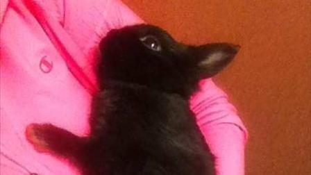 Bunny the miniature rabbit is recovering after his quick-thinking owner rescued him from drowning and saved his life