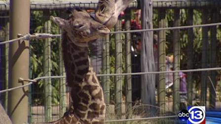 Baby giraffe Yao Ming gets a kiss from his mother at the Houston Zoo