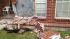 Shot driver dies after crashing into house ::