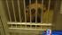 Dogs allegedly attack 3 people including a... ::