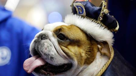 Beautiful Bulldog