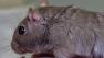 Gerbil