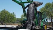 Giant alligator