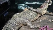 Alligator