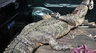 Alligator