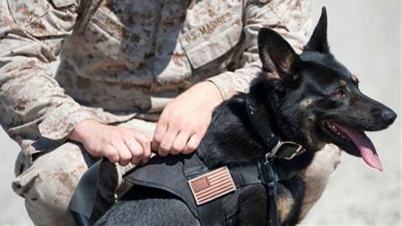 Marine Cpl. Scott Morrison connects a lead to Combat Tracker Rita, a German Shepherd, at the Marine Corps base at Camp Pendleton, Calif., Thursday, July 19, 2012. (AP Photo/Grant Hindsley)
