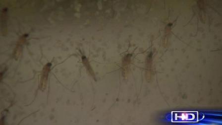 Mosquitoes are expected to be quite active until about mid-September