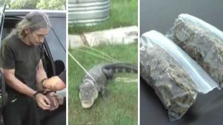 Mongtomery County deputies discovered marijuana, along with an alligator and snakes during a drug bust Tuesday.