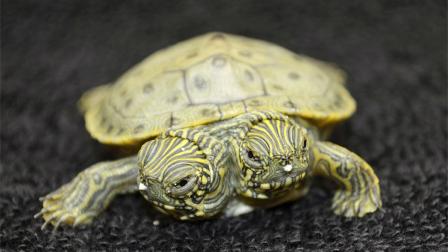Two-headed turtle