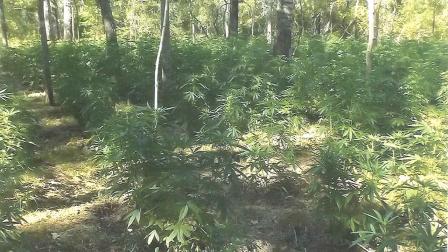 Hunters discover marijuana plants