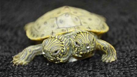 Thelma and Louise, a two-headed Texas cooter turtle, is seen in an undated photo provided by the San Antonio Zoo. Zoo officials on Tuesday, June 25, 2013 said the Texas cooter was born June 18. The turtle was one of several Texas cooters born this month at the zoo but the only one with two heads. The unusual turtle will go on display Thursday at the zoos Friedrich Aquarium. (AP Photo/San Antonio Zoo)