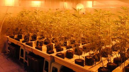 Police say they discovered more than $2.5 million worth of marijuana inside a home in south Pasadena.