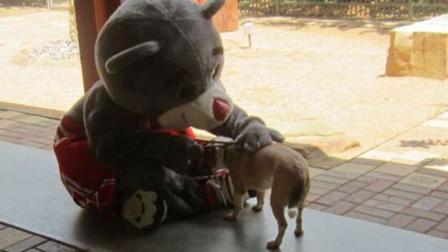 Houston Rockets mascot Clutch the Bear hangs out with an adoptable dog at Houston Humane Society