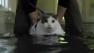 Fat cat uses underwater treadmill