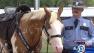 HPD horse Smash