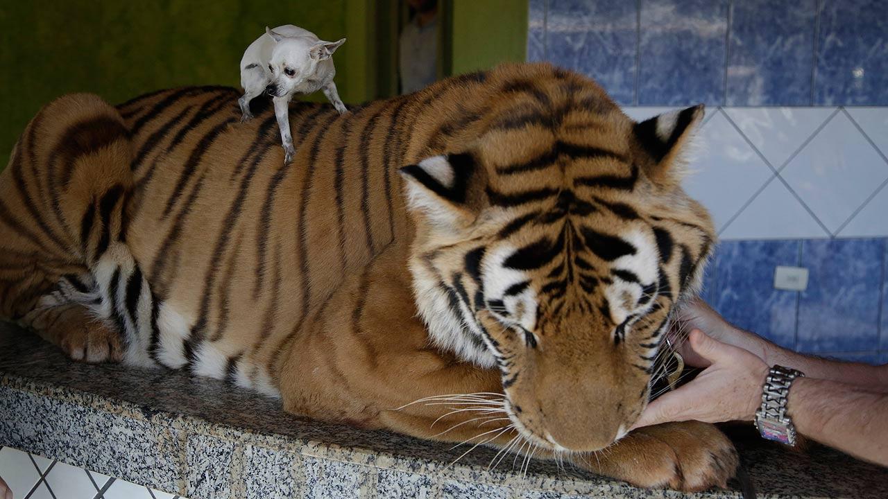 Brazil family fights to keep house-trained tigers | 6abc.com