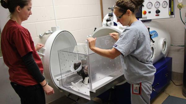 Cat improving after horrific abuse