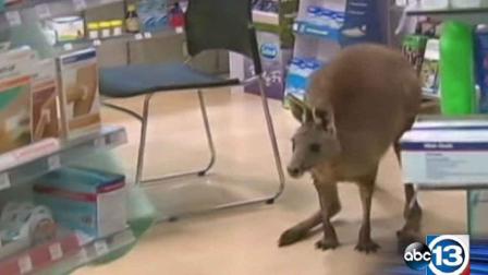Officials believe the kangaroo hopped into the terminal after it was hit by a car.