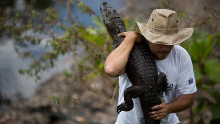 In this Oct. 14, 2013 photo, ecology professor Ricardo Freitas holds onto to a broad-snouted caiman