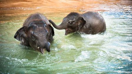 Baylor and Tupelo, born in 2010, are seen at the Houston Zoo McNair Asian Elephant Habitat
