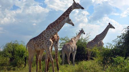 giraffes