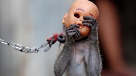 Masked monkey