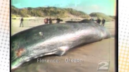 Exploding whale in Oregon 1970