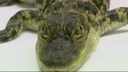 Alligator