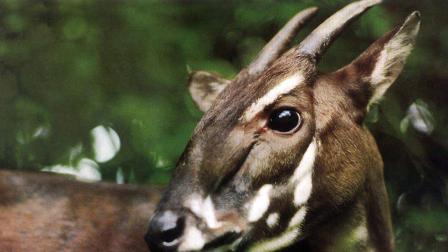 Saola